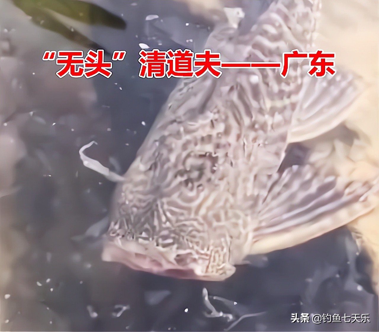 暴晒三天还能活吗？清道夫的顽强让网友大开眼界：没了头还在游动 第7张
