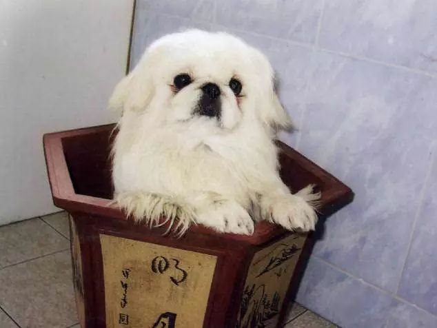 45种名犬，您都认识吗？ 第159张