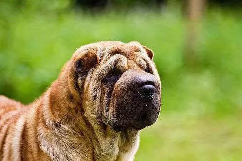 45种名犬，您都认识吗？ 第49张