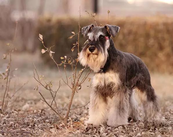 45种名犬，您都认识吗？ 第63张