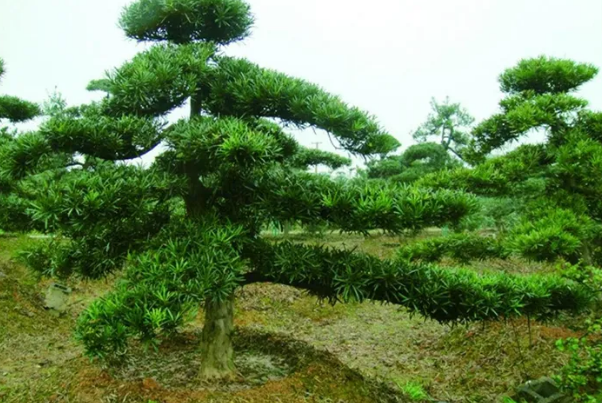 中国十大名树苗（珍稀名贵树苗有哪些） 第1张