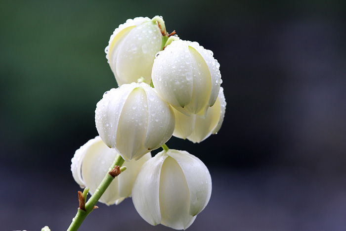 0种最漂亮好养的白色花（白色的花有哪些及花名图片）"