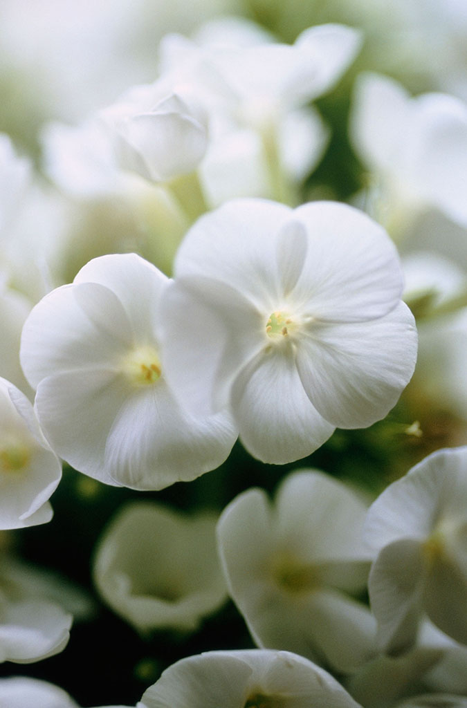 0种最漂亮好养的白色花（白色的花有哪些及花名图片）"