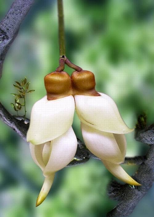 0种最漂亮好养的白色花（白色的花有哪些及花名图片）"