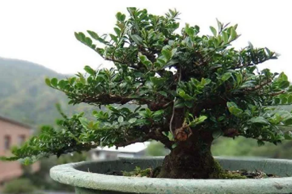 十大名贵盆景（最名贵的盆景有哪些） 第7张