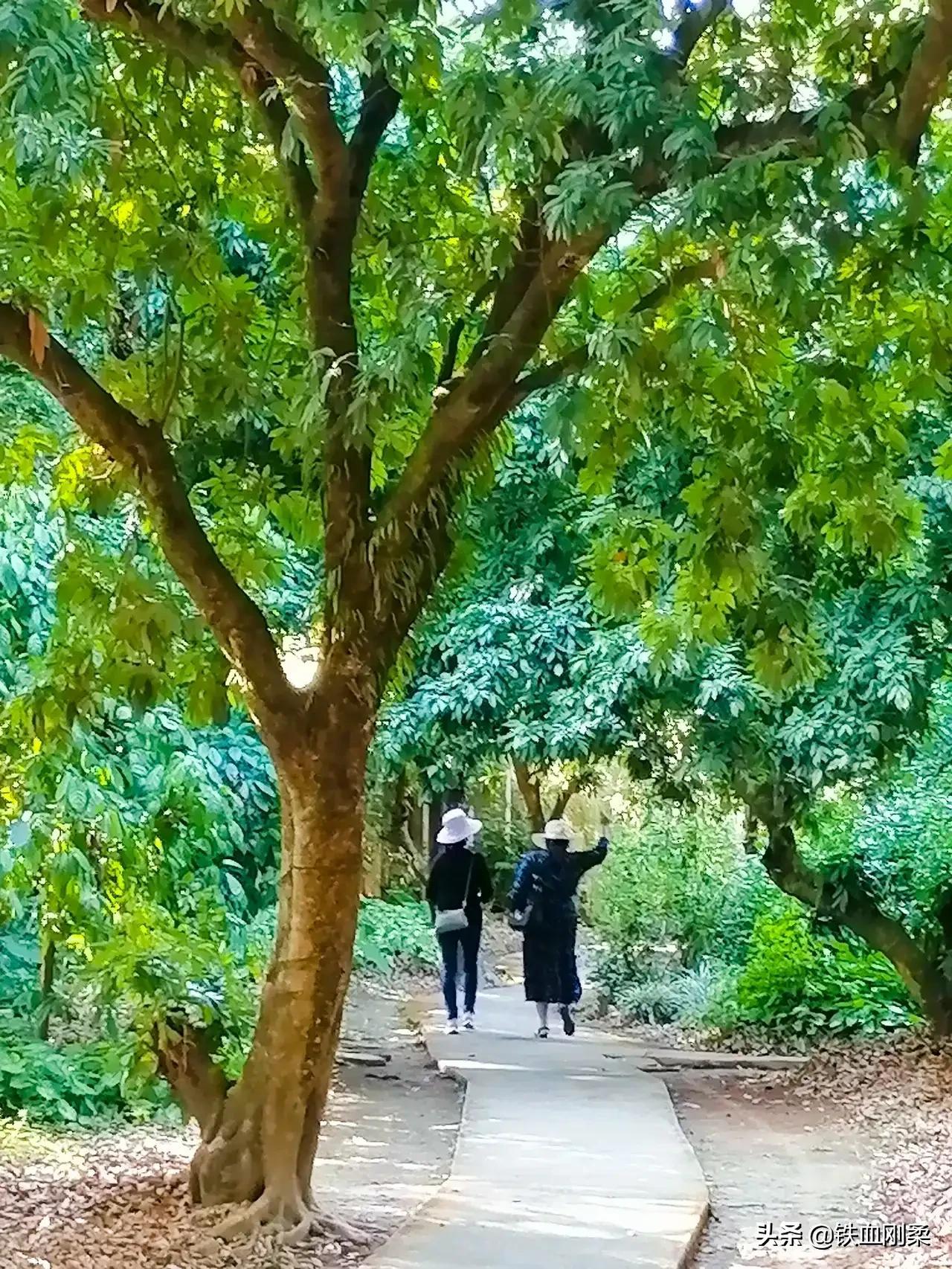 景洪旅游攻略必去景点（盘点景洪市区10个免费游景点） 第15张