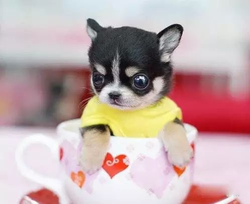 45种名犬，您都认识吗？ 第123张