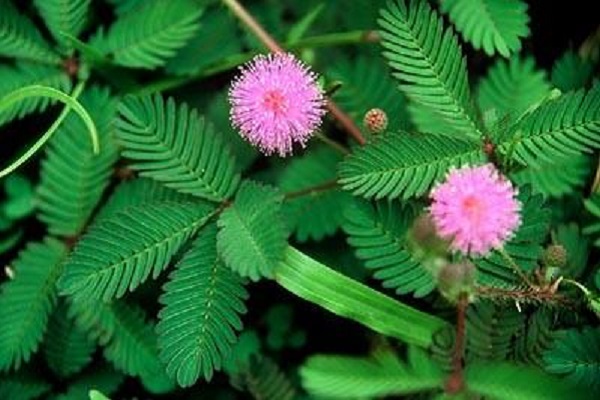 十种不适合室内养的花（不适合室内养的植物花卉盘点） 第7张