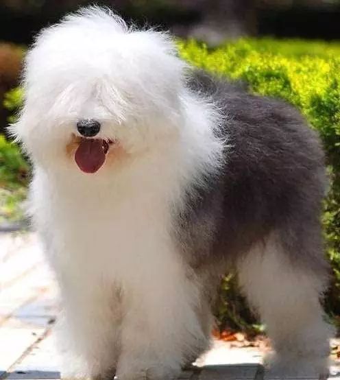 45种名犬，您都认识吗？ 第73张