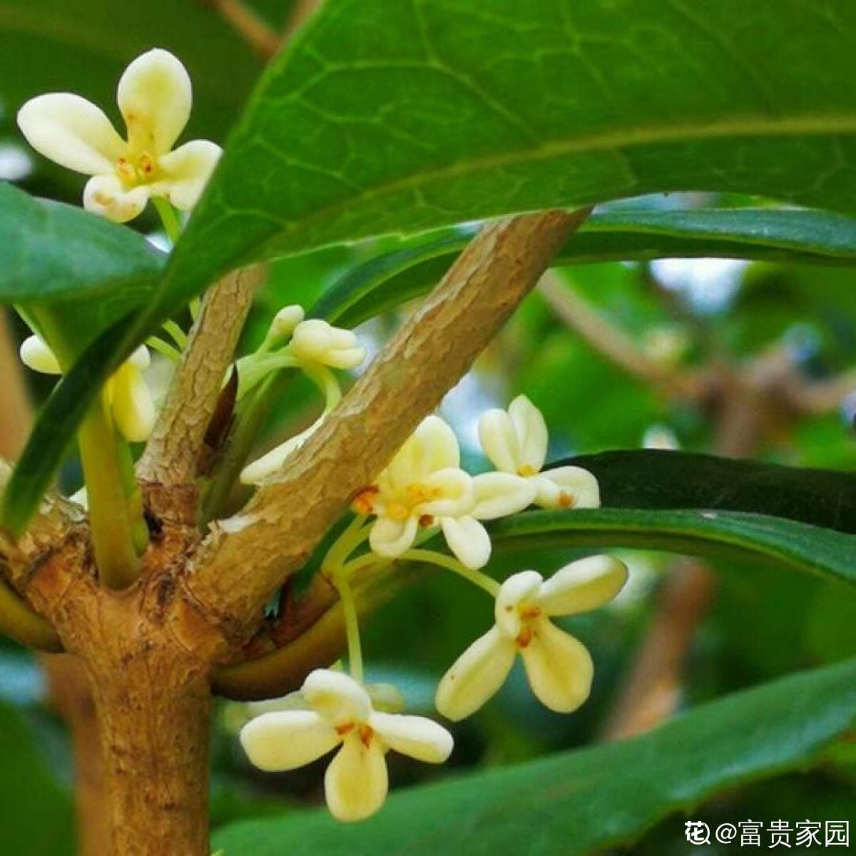 吉祥好兆头的15种花（家里养什么花最好最吉利） 第29张