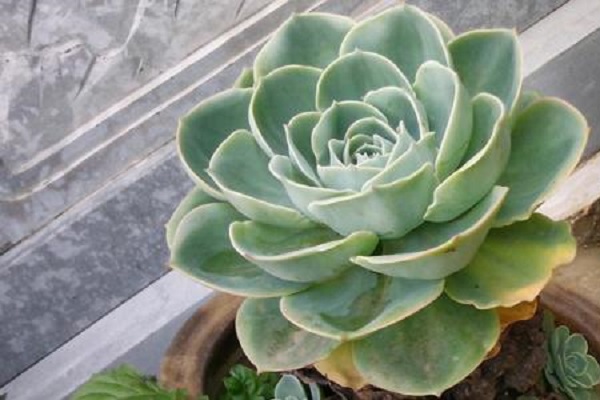 防辐射植物排行榜前十名（十大防辐射植物排行榜） 第7张