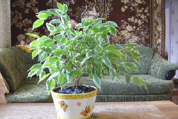 防辐射植物排行榜前十名（十大防辐射植物排行榜） 第11张