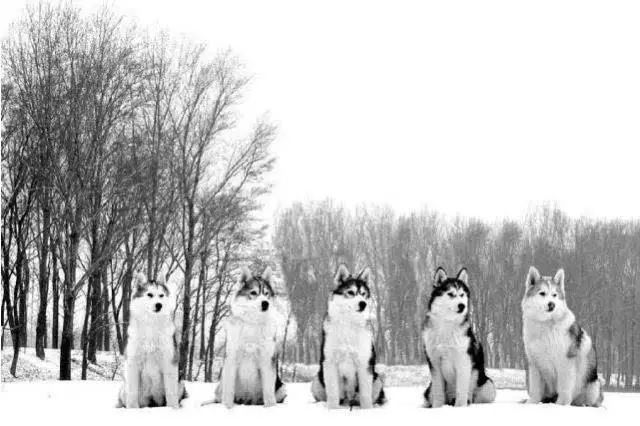 45种名犬，您都认识吗？ 第153张