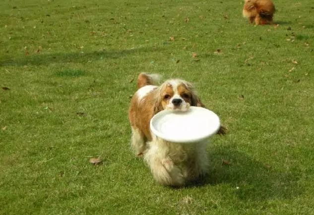 45种名犬，您都认识吗？ 第59张
