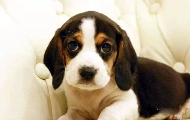 45种名犬，您都认识吗？ 第135张