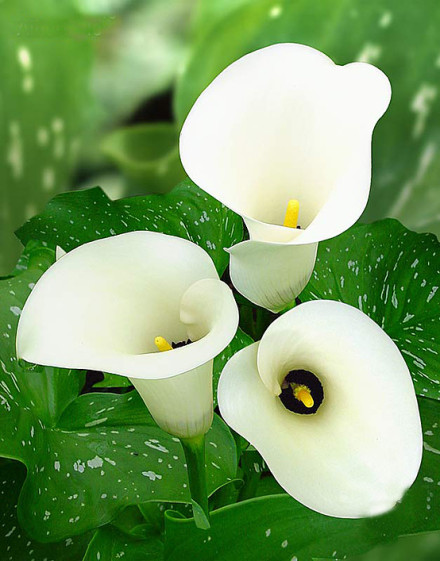 0种最漂亮好养的白色花（白色的花有哪些及花名图片）"