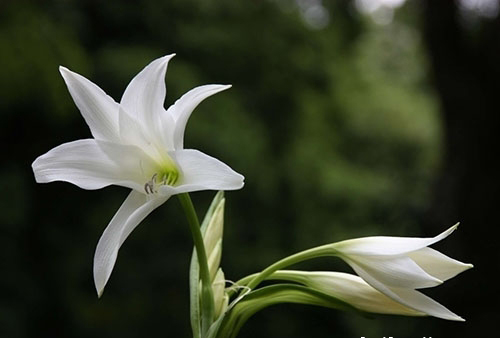 0种最漂亮好养的白色花（白色的花有哪些及花名图片）"