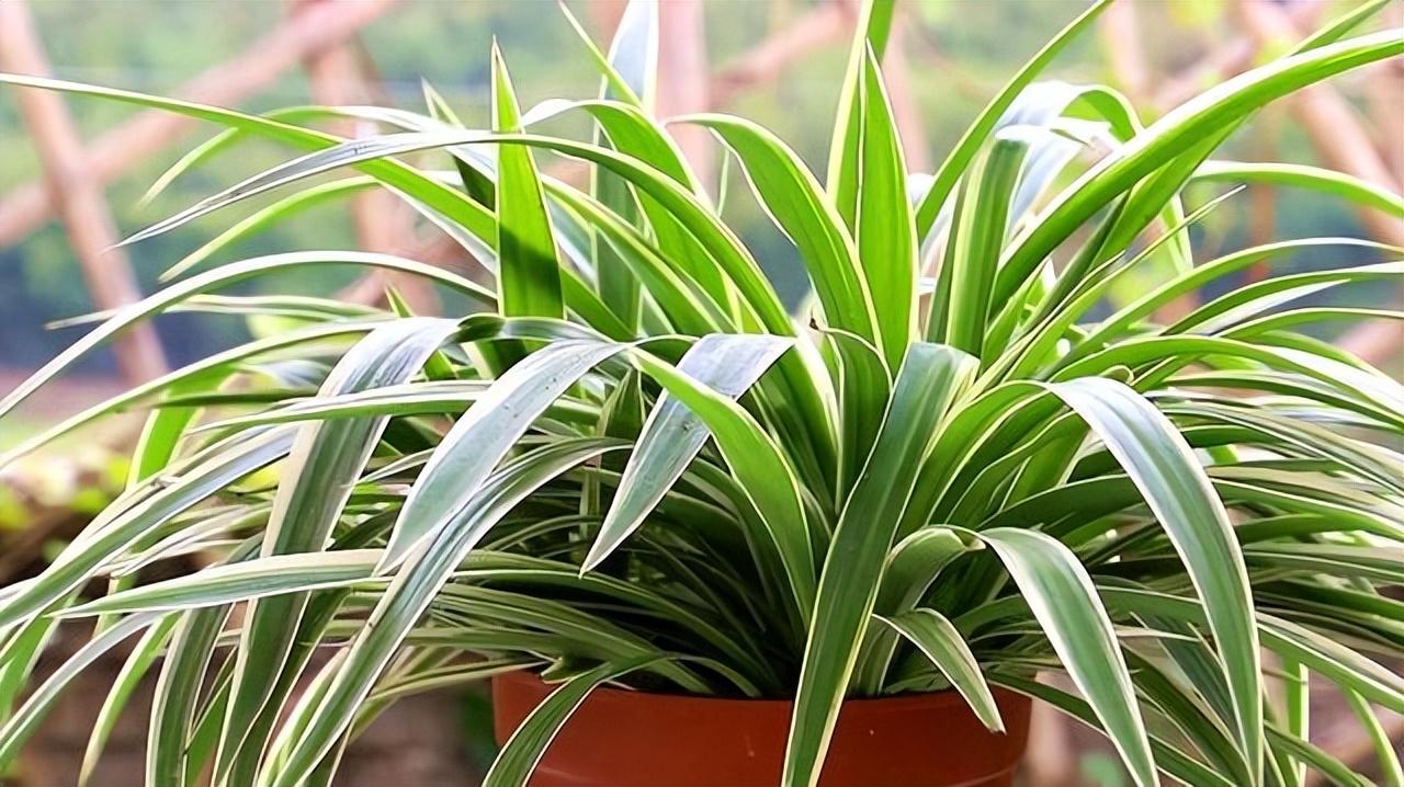 适合卧室养的植物排名（夜间能制氧气的10种花） 第17张