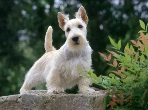 45种名犬，您都认识吗？ 第87张