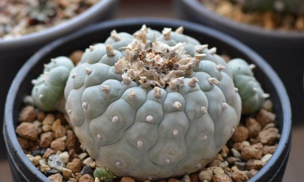 最贵多肉排行榜 十大最贵多肉排名 第1张