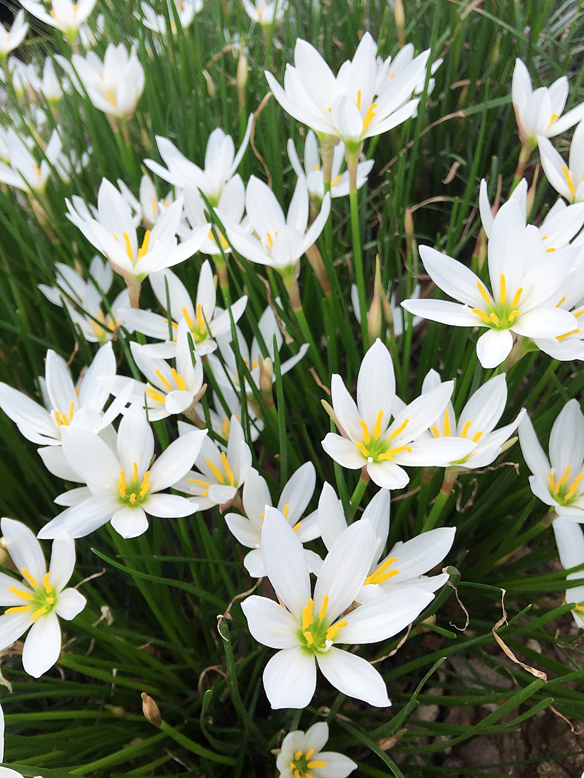 0种最漂亮好养的白色花（白色的花有哪些及花名图片）"