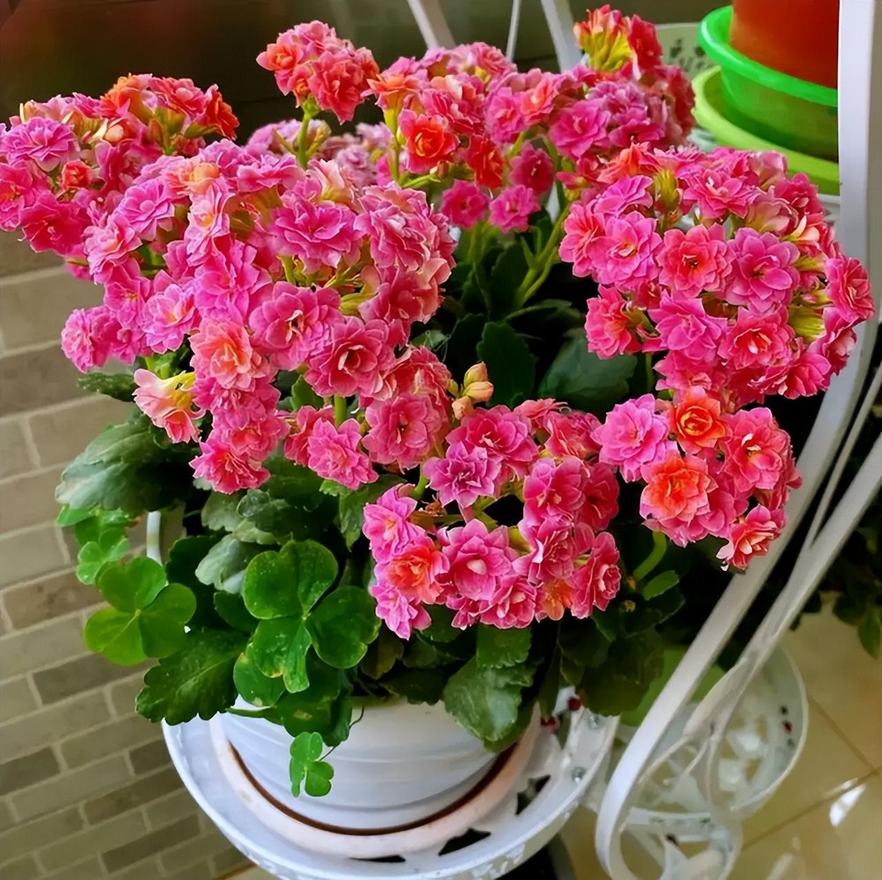 适合卧室养的植物排名（夜间能制氧气的10种花） 第9张
