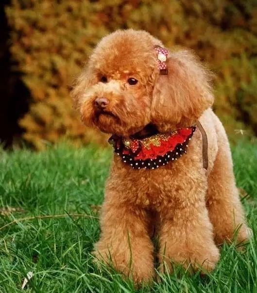 45种名犬，您都认识吗？ 第165张