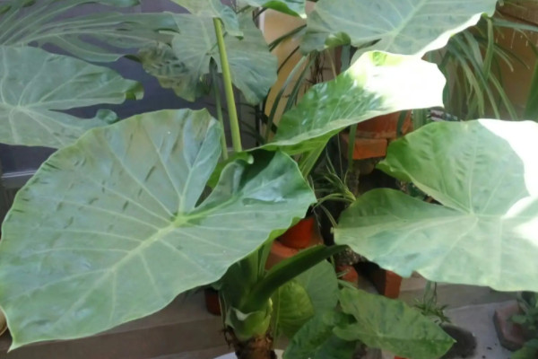 沙发旁边适合放什么植物（沙发边上适合放的六种盆栽植物） 第3张