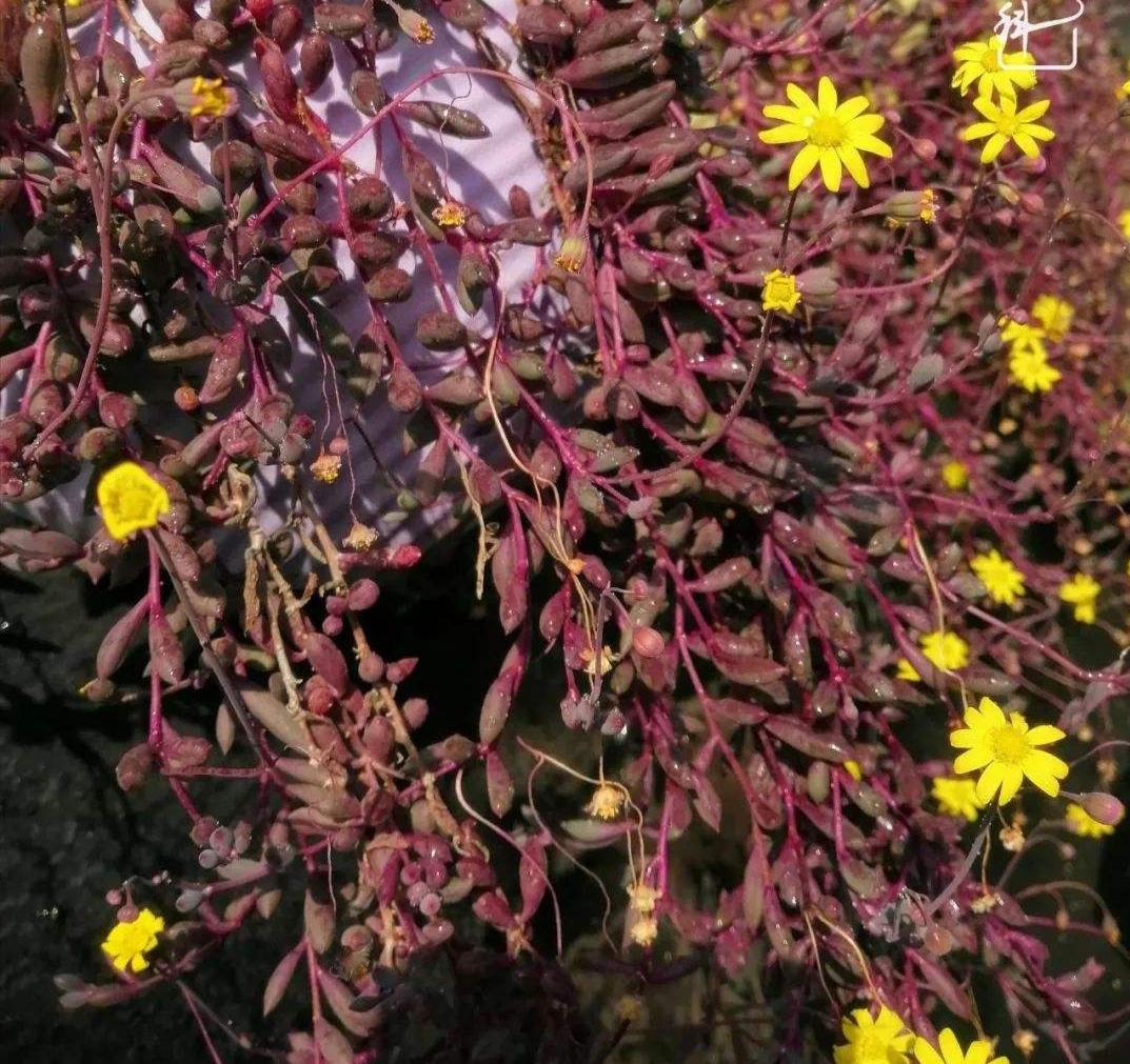 新手易爆棚的10种吉利花 庭院十大吉祥之花 第13张