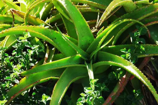 电脑桌上放什么植物好 电脑防辐射的6种植物盆栽 第1张