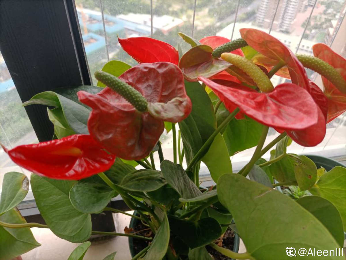 吉祥好兆头的15种花（家里养什么花最好最吉利） 第19张