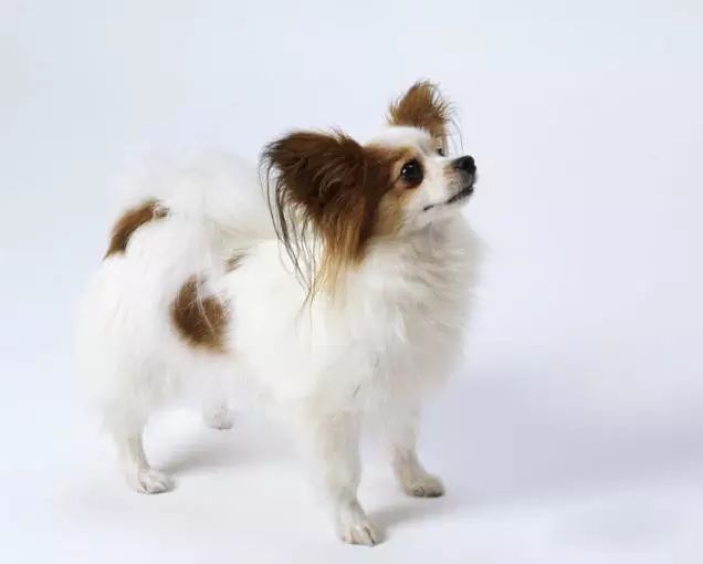 45种名犬，您都认识吗？ 第55张