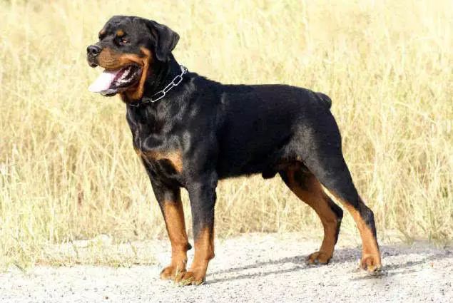 45种名犬，您都认识吗？ 第81张