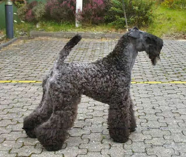 45种名犬，您都认识吗？ 第101张