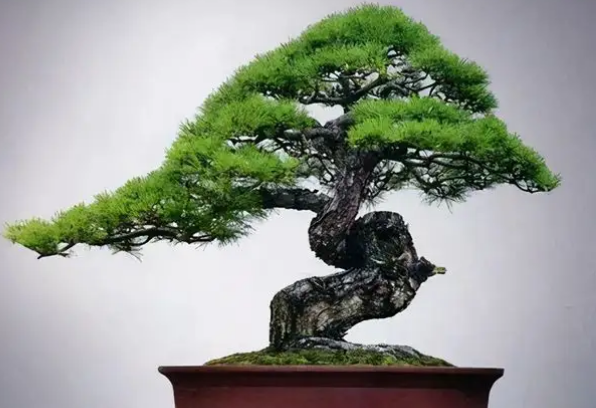 十大名贵盆景（最名贵的盆景有哪些） 第17张