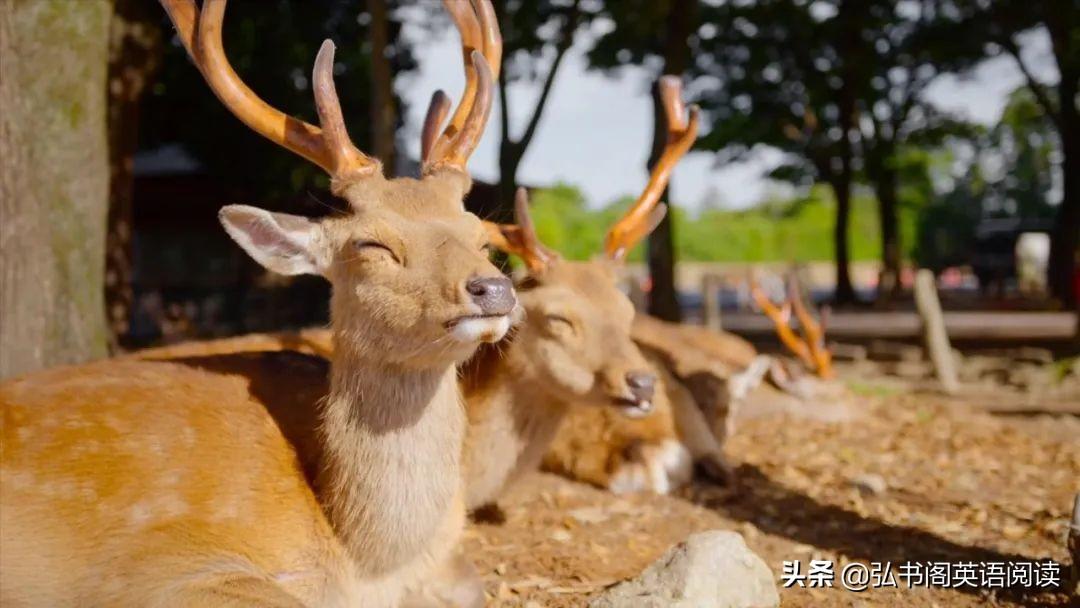 适合中学生看的英文电影 提升孩子英语能力的14部影片 第47张
