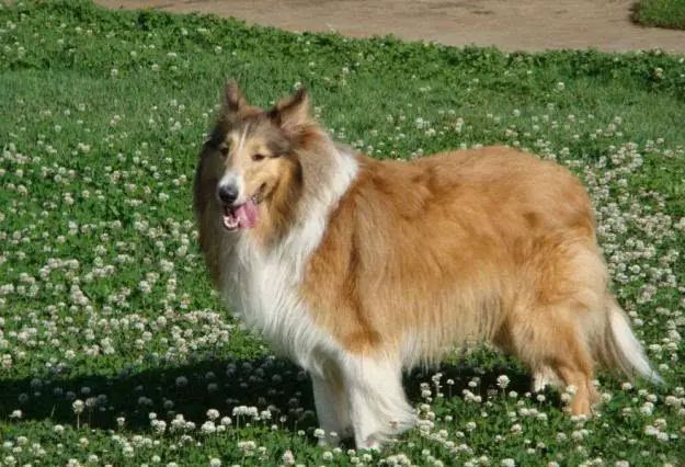 45种名犬，您都认识吗？ 第57张
