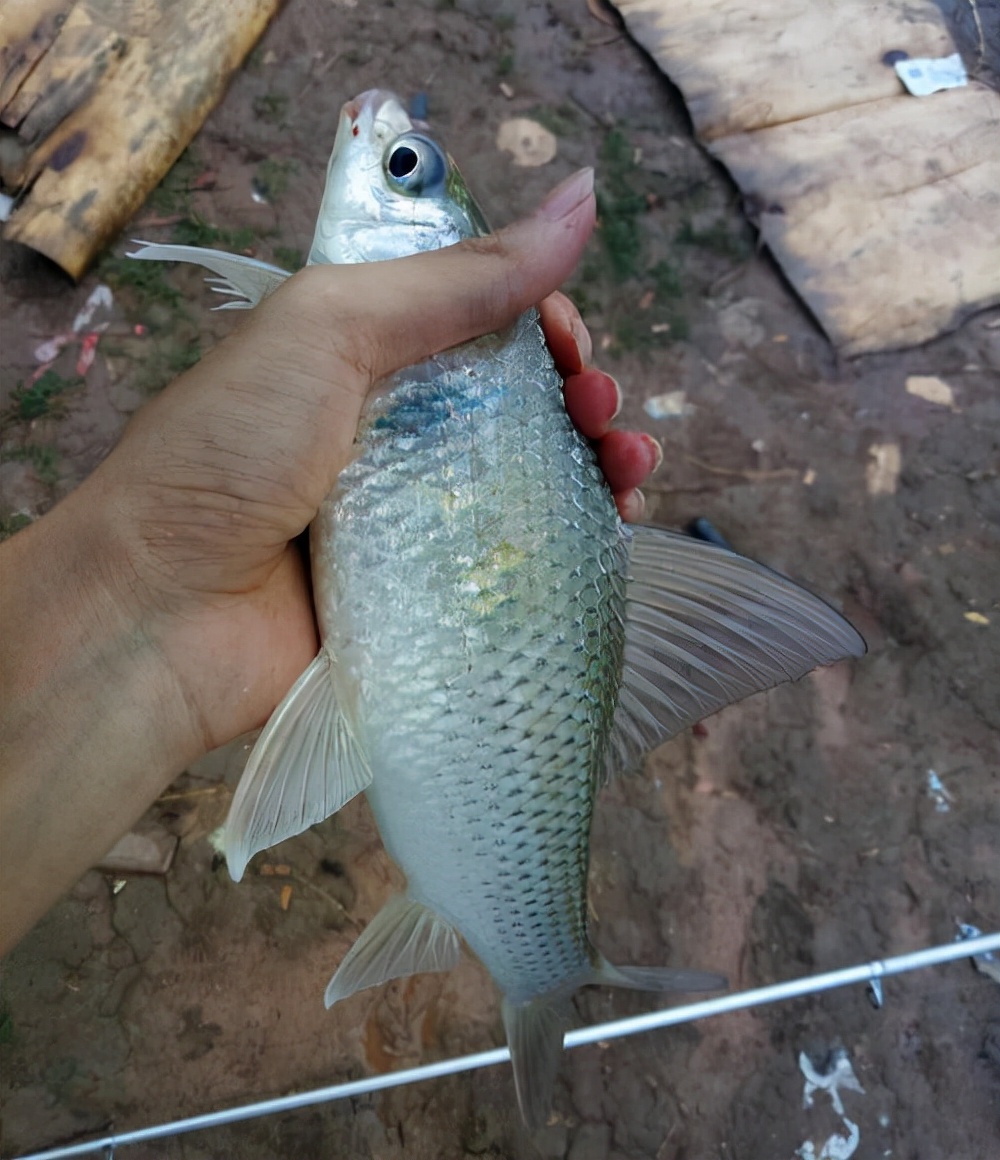 降温后野钓鲮鱼攻略，饵料和添加很关键，爆护并不难 第1张