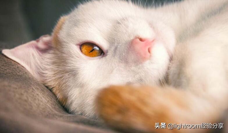 7种方法帮助你拍摄出充满活力的宠物肖像照 第9张