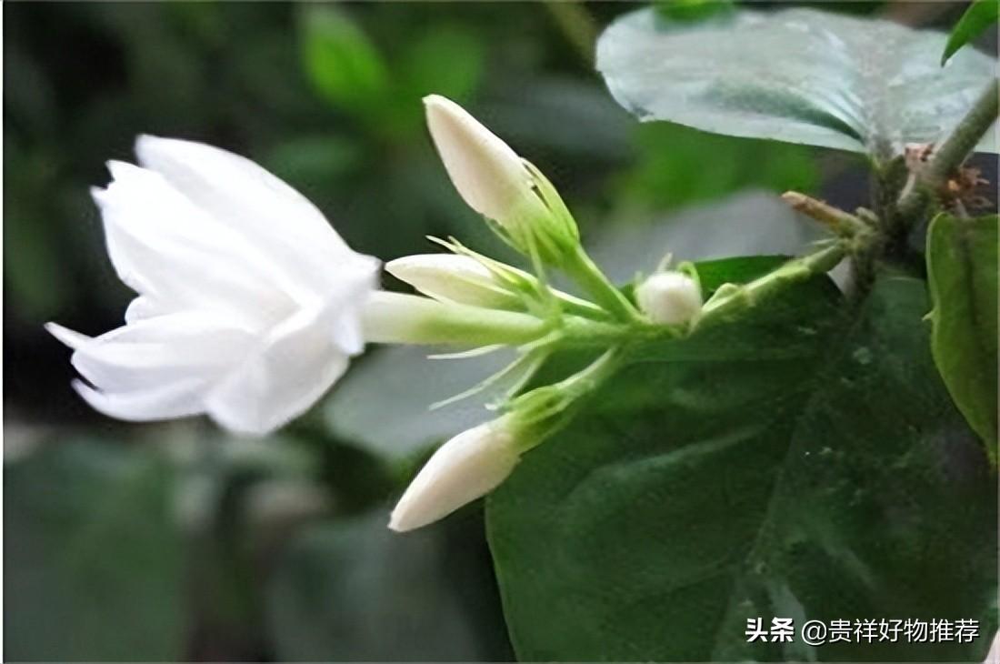 夏季开放的十种花卉 夏天开的花有哪些 第5张
