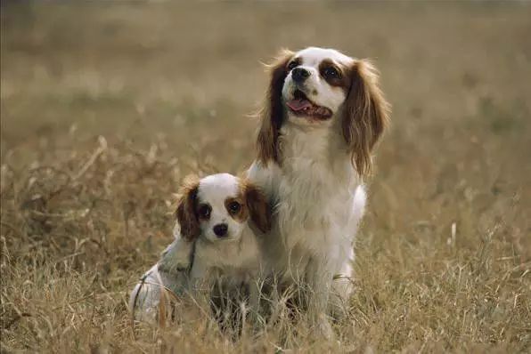 45种名犬，您都认识吗？ 第75张