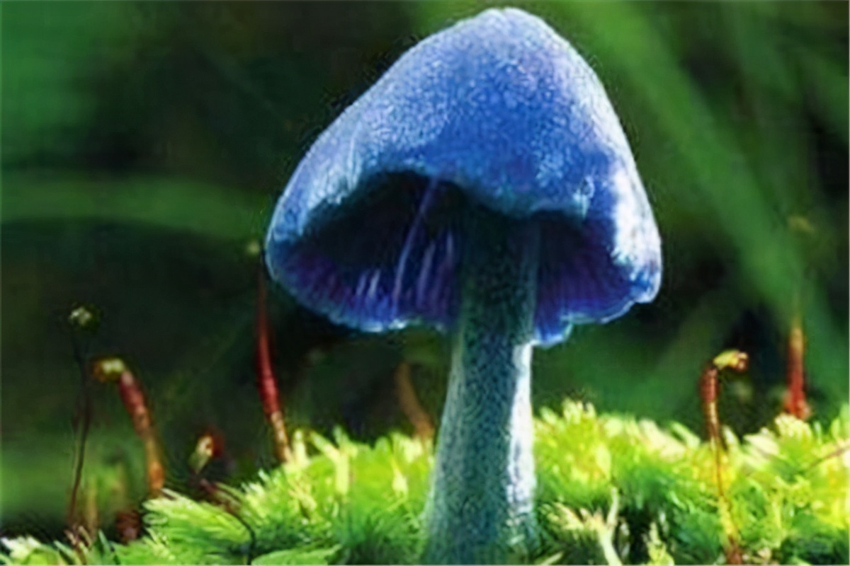 世界上最毒的蘑菇排名 致命的十种可怕毒蘑菇 第13张