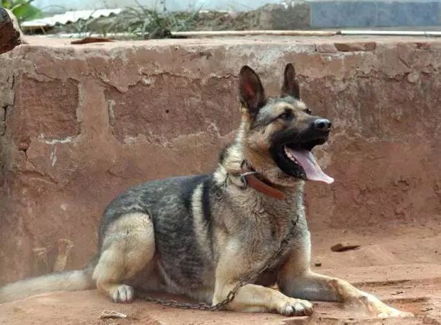 45种名犬，您都认识吗？ 第109张