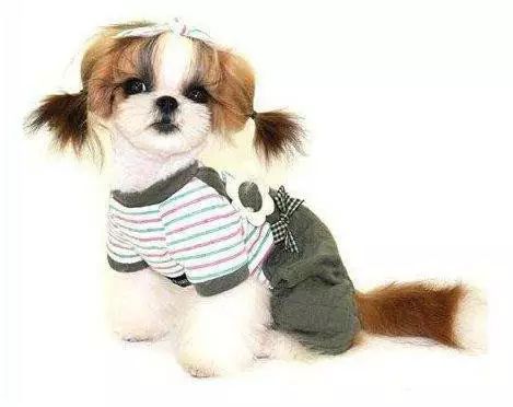 45种名犬，您都认识吗？ 第69张