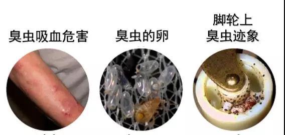 家里发现臭虫 应该怎么消灭它们 第3张