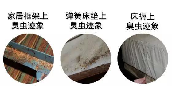 家里发现臭虫 应该怎么消灭它们 第5张