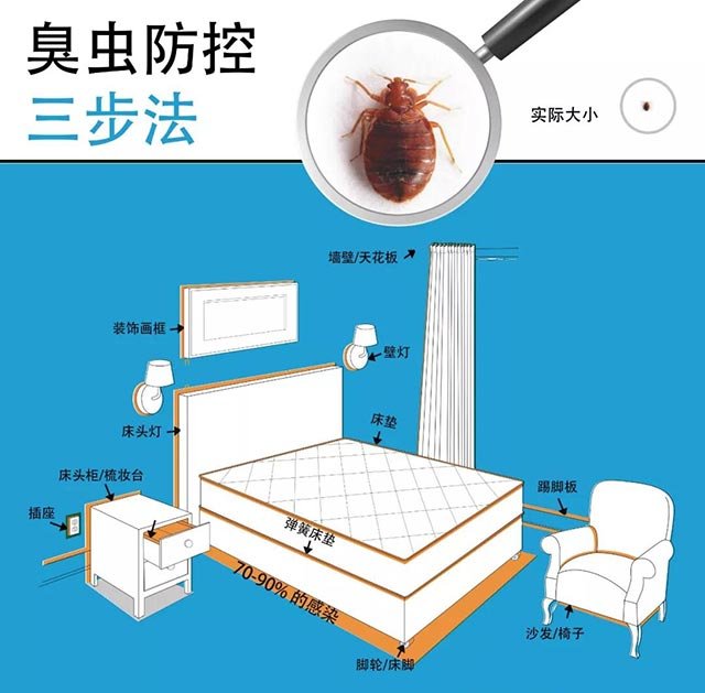 家里发现臭虫 应该怎么消灭它们 第7张