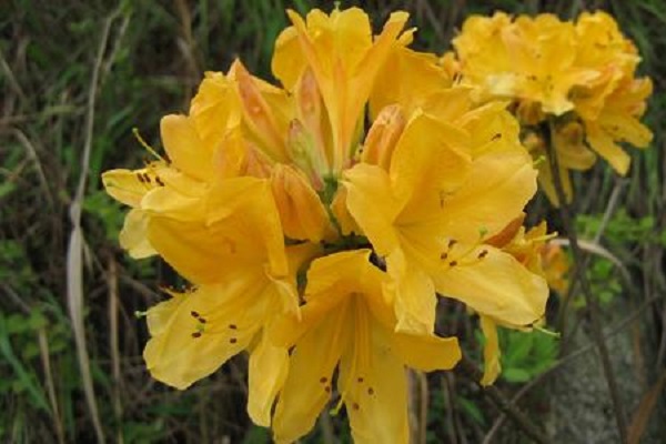 十种不适合室内养的花（不适合室内养的植物花卉盘点） 第19张
