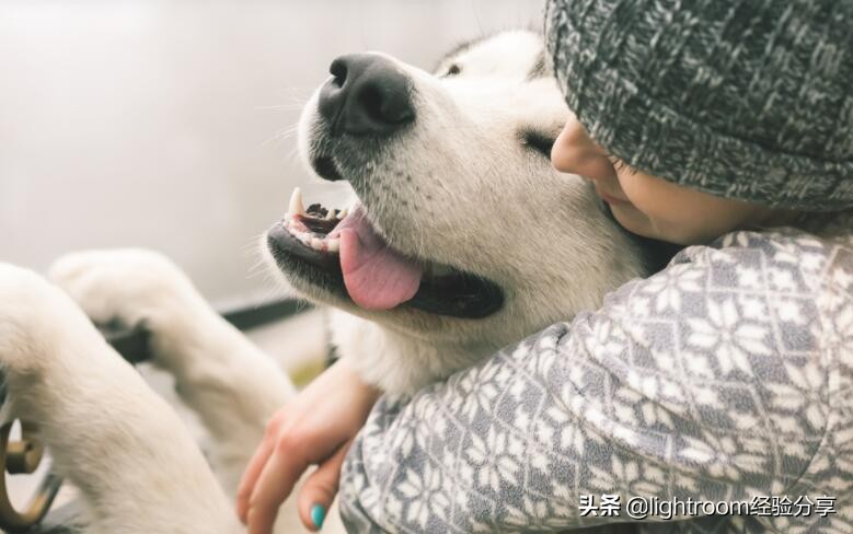 7种方法帮助你拍摄出充满活力的宠物肖像照 第3张