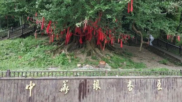 国内银杏树树龄排名 中国十大千年古银杏树 第3张